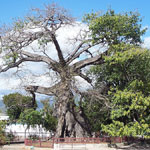 ????? 500 years tree