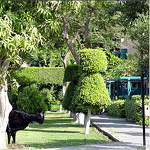 Movenpick 15