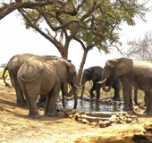 Tarangire Treetops