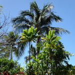 Sofitel Maeva Beach