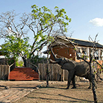 Amara Selous
