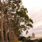 39kings-park-trees