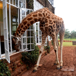 Giraffe Manor