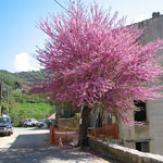 Corsica