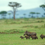 Masai_Mara