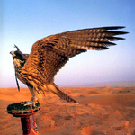 Al Maha Desert