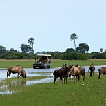 Виды Ботсваны: африканский пейзаж с буйволами