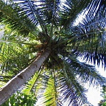 Растительный мир на острове Фиджи