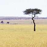 Вид на равнину в Кении