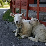 Встреча с овцами в Норвегии