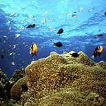 Подводный мир Новой Гвинеи
