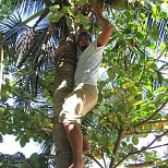 Мужчина собирает фрукты на острове Фиджи