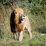 Виды Ботсваны: пейзаж со львом