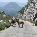 Горные дороги в Черногории
