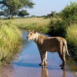 Виды Ботсваны: африканский пейзаж с львицей