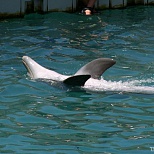 Дельфин в море у Барбадоса