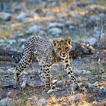 Живая природа Намибии: гепард