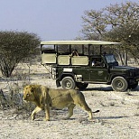 Сафари в Намибии