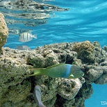 Подводный мир островов Кука
