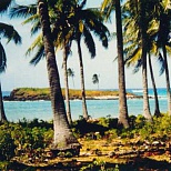 Пальмы на берегу Коморских островов