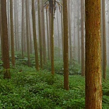 Лес в Тайвани