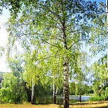 Парки и леса России