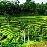Растительный мир Бали