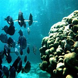 Подводный мир Виргинских островов