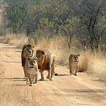 Вид на африканских львов в ЮАР