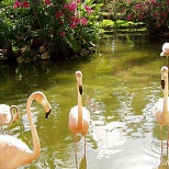 Фламинго в заливе Доминиканской Республики