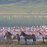 Животные у реки Танзании